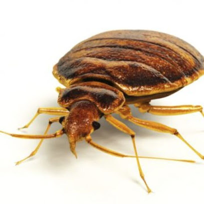 Insectibiza control de plagas