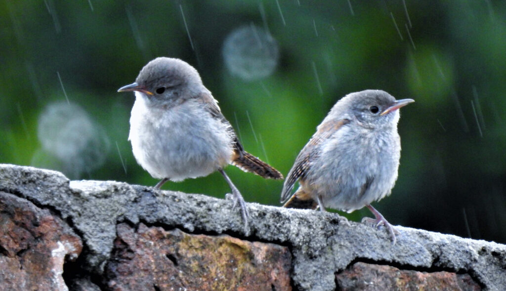 aves bajo la lluvia