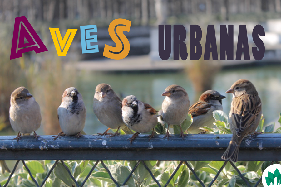 aves en areas urbanas