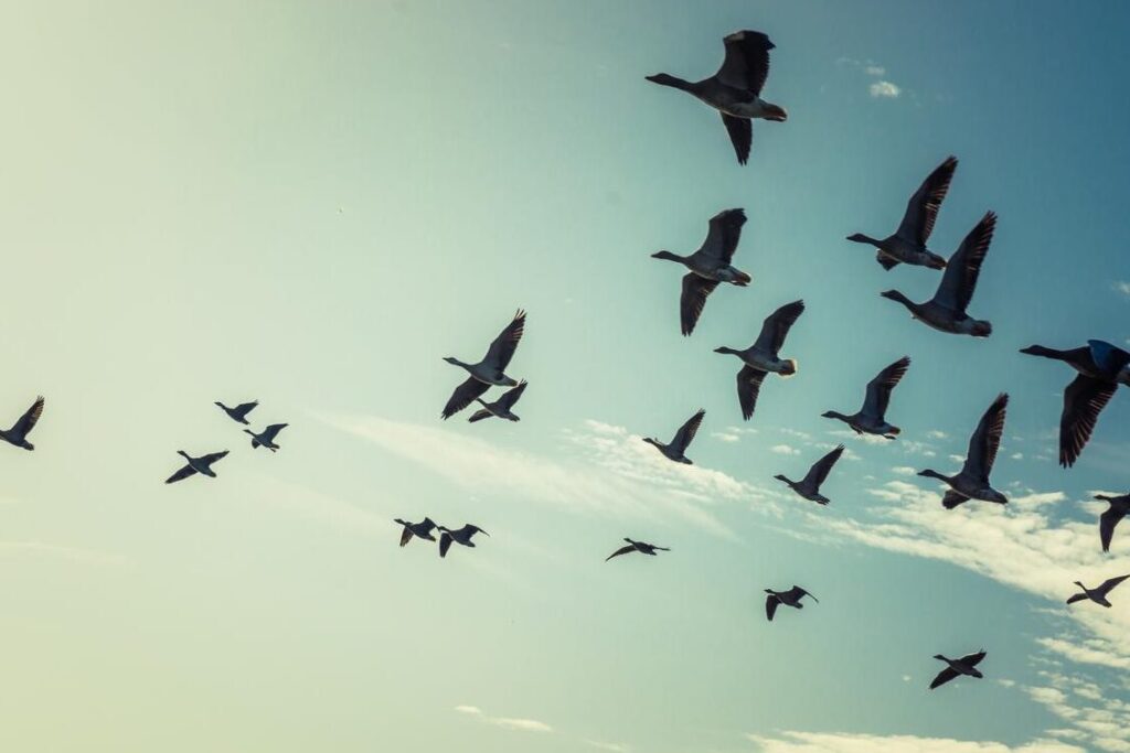 aves migratorias volando en formacion