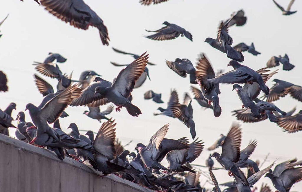 aves y repelentes liquidos