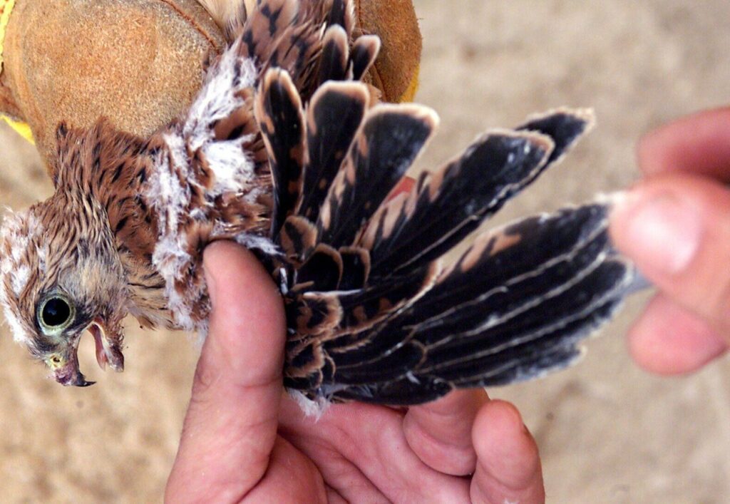 aves y trampas