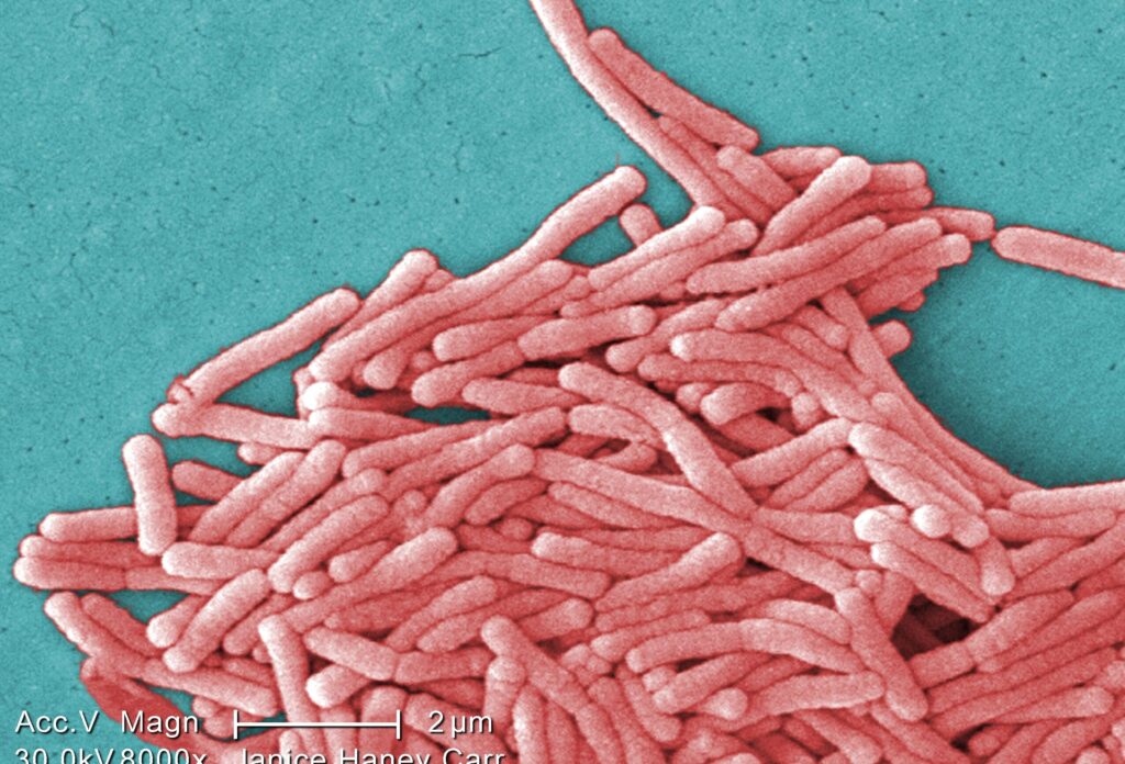 bacterias legionella