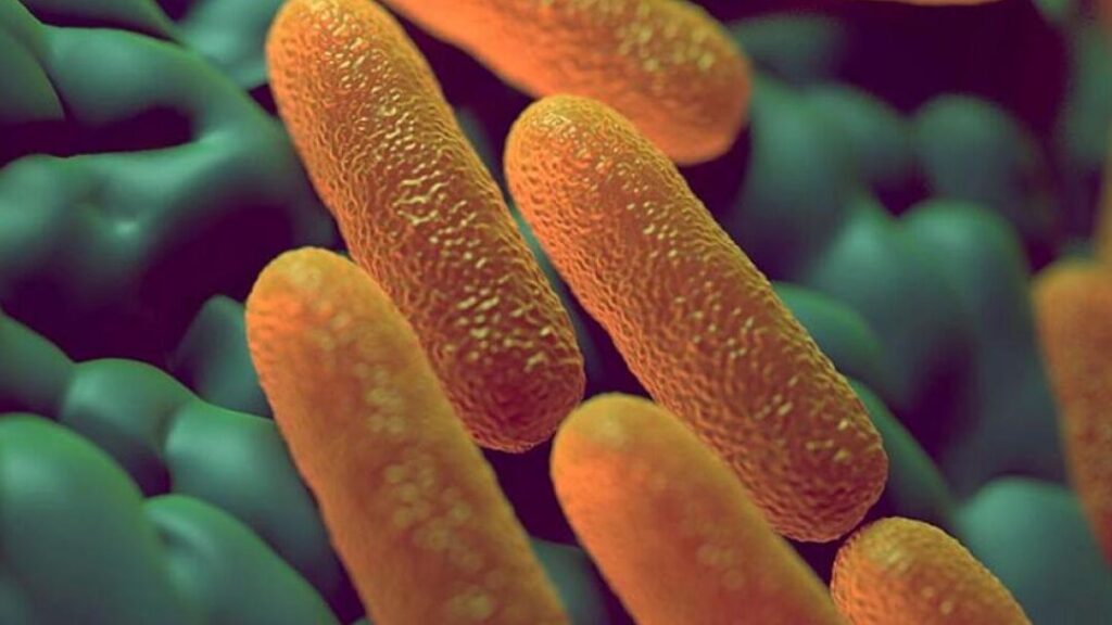 bacterias salmonella