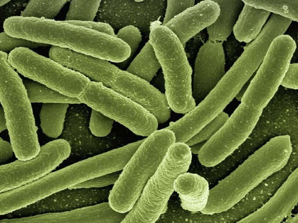 bacterias y germenes