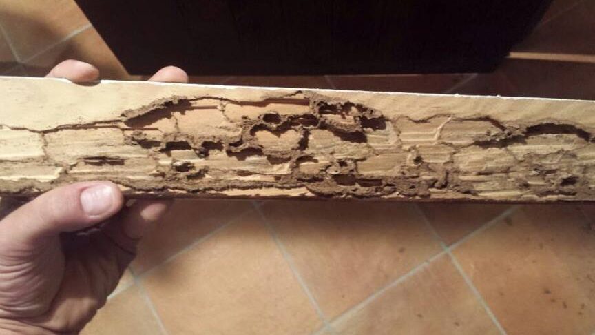 carcoma danando una madera