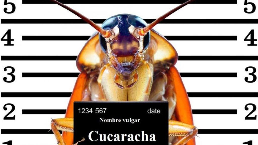 cucaracha siendo eliminada