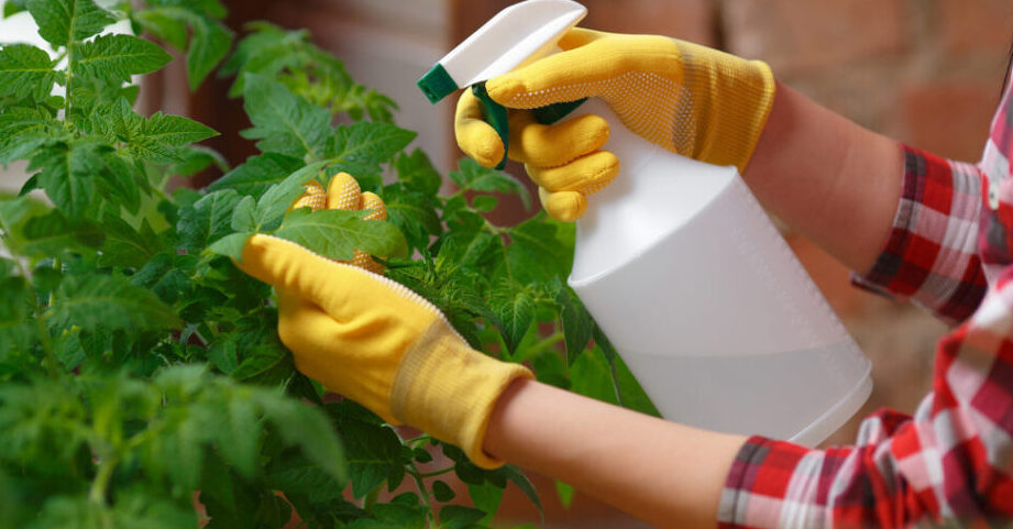 ejemplo de fumigacion ecologica segura