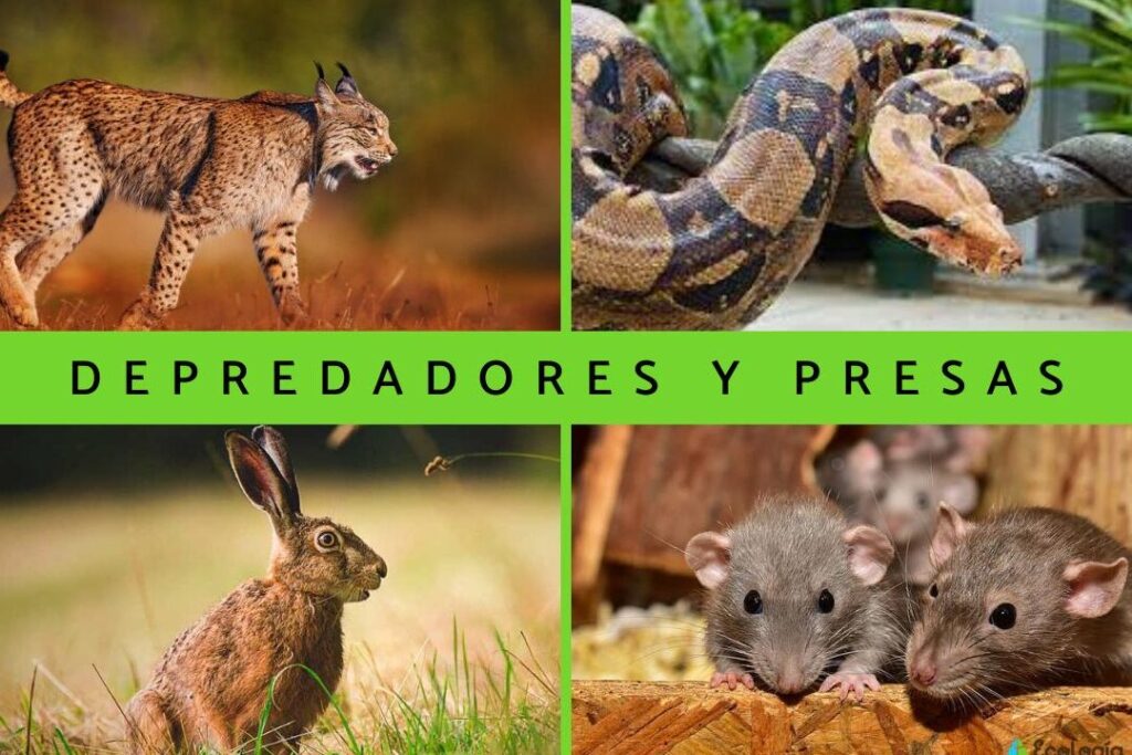 ejemplos de depredadores y presas