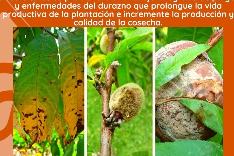 enfermedades y plagas de durazno