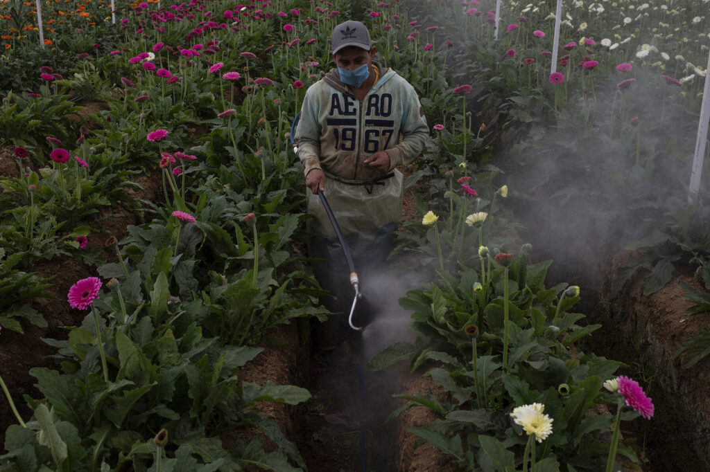 flores fumigadas correctamente