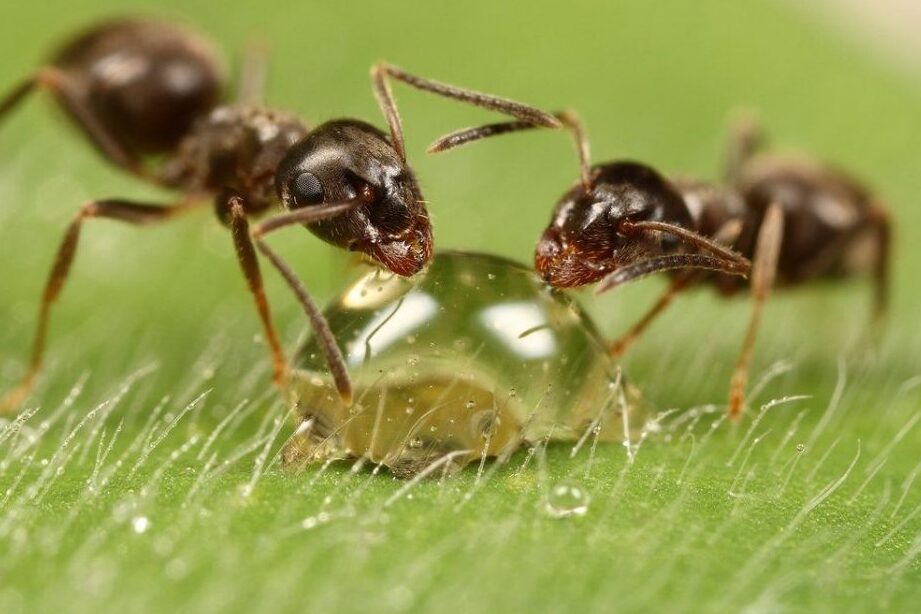 hormigas comunes y su identificacion