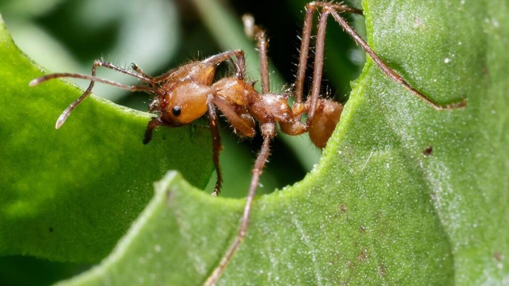 hormigas sin quimicos