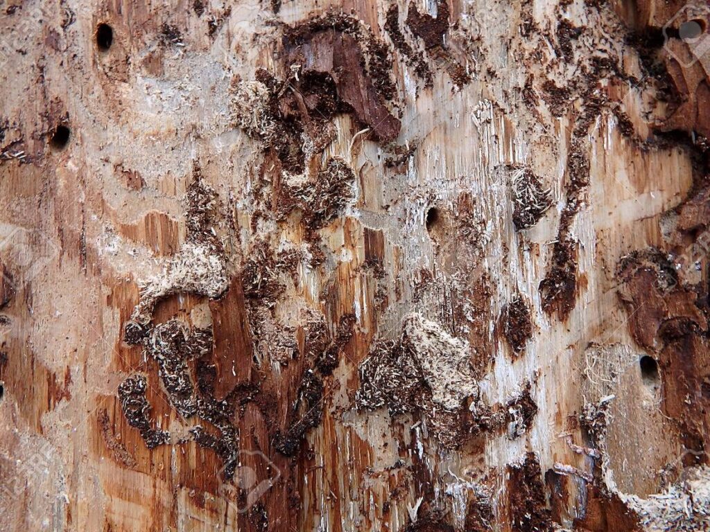 insecto de madera danada