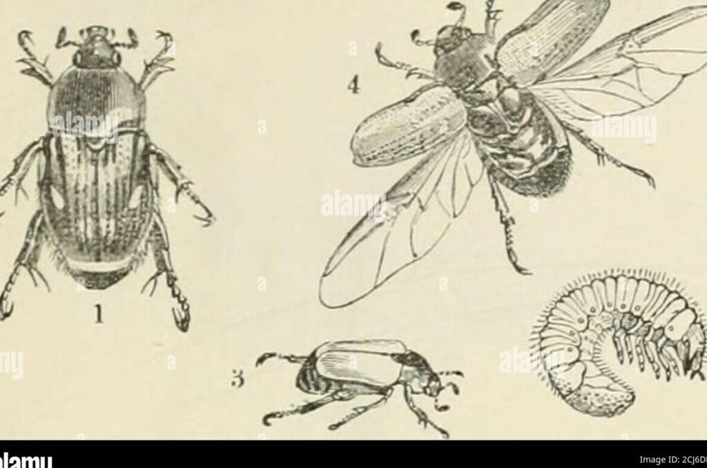 insectos daninos y metodos