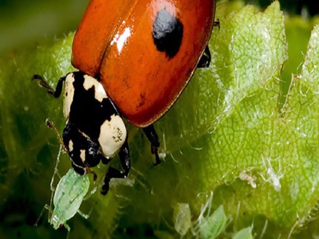 insectos siendo controlados de forma natural