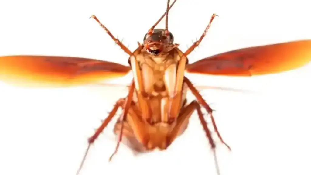 insectos y metodos de exterminio