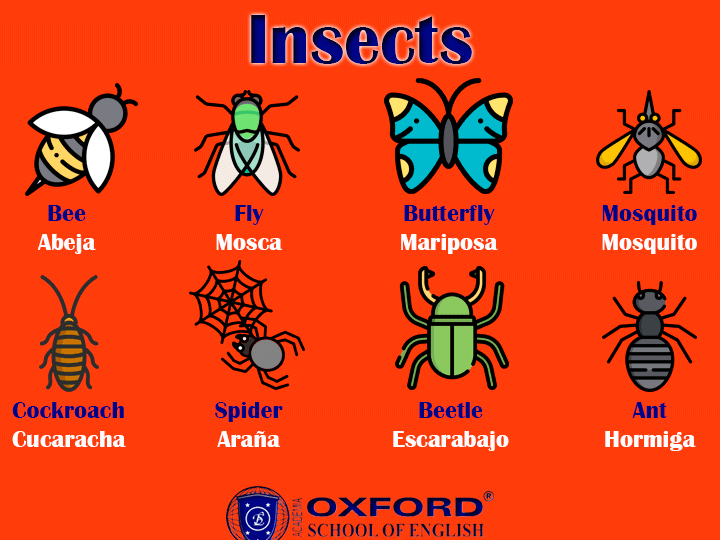 insectos y palabras en ingles