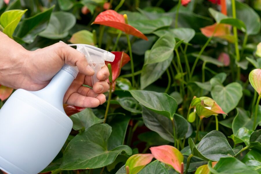jardin saludable y libre de plagas