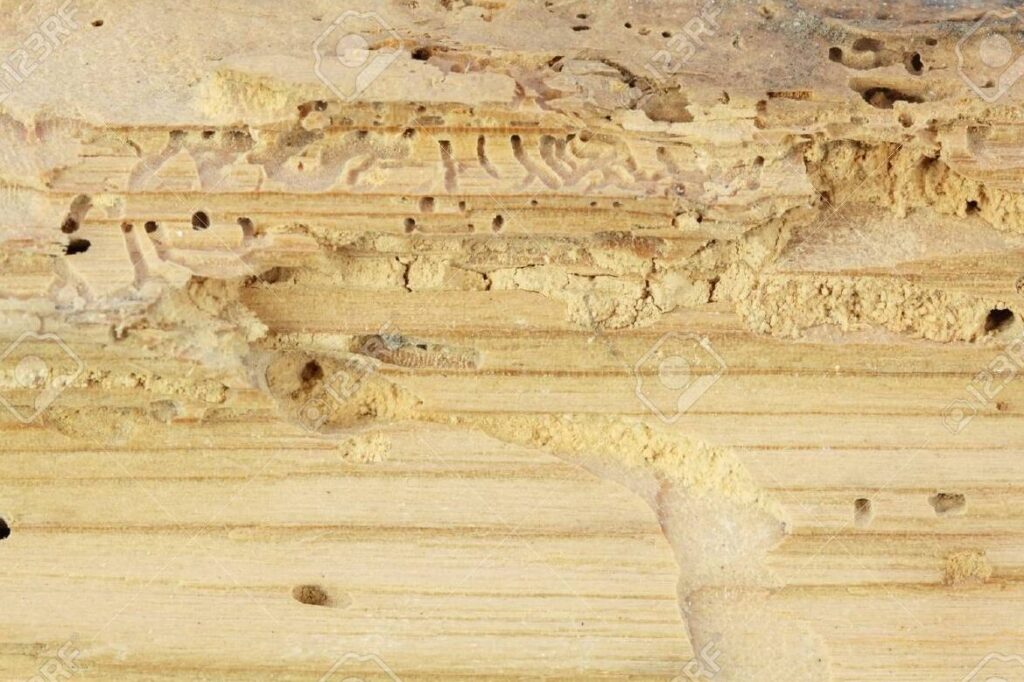 madera danada por carcoma