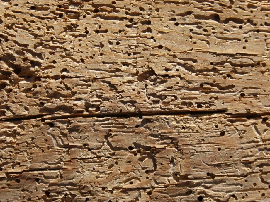 madera deteriorada por carcoma