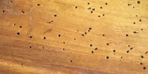 madera protegida contra termitas