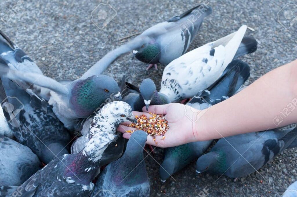palomas alimentandose en un parque
