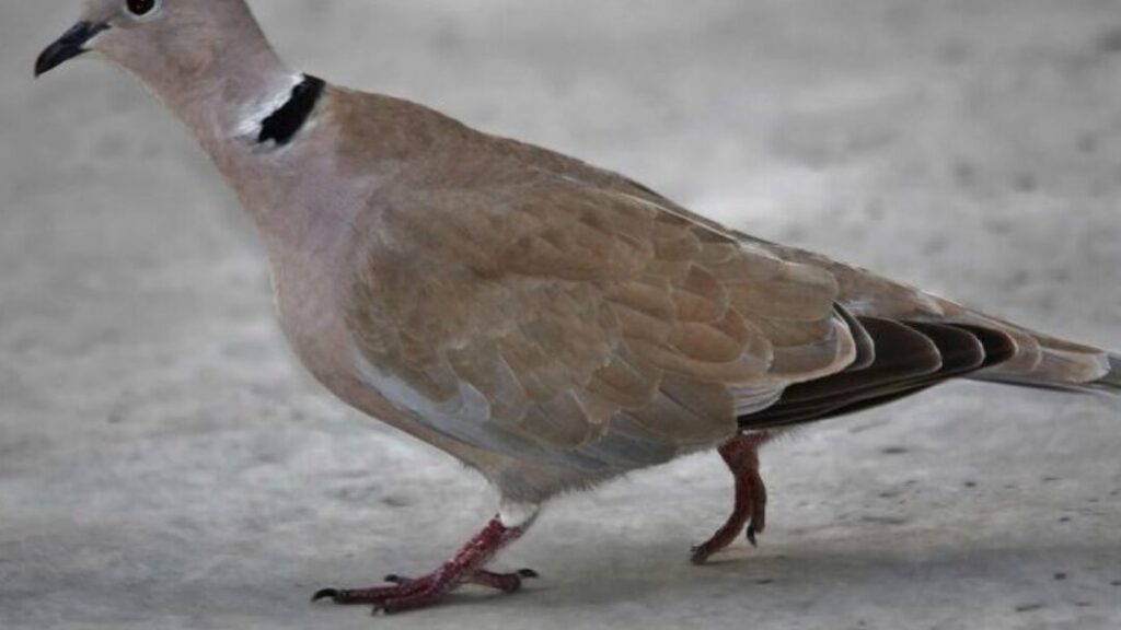 palomas y su gorjeo