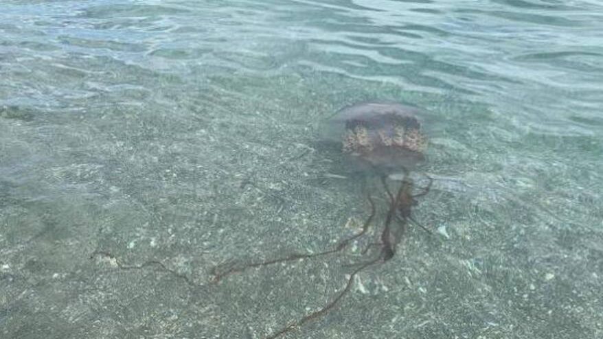 playa sin medusas