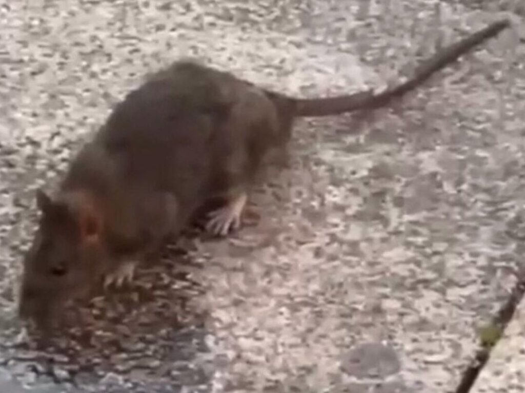 ratas en espacios publicos