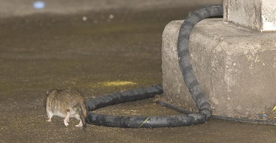 ratas en establecimiento