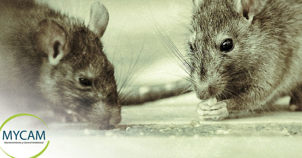 ratas exterminadas en quito