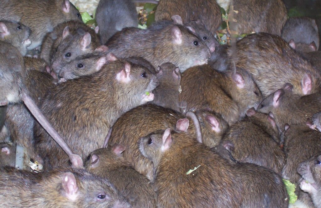 ratas exterminadas en san justo