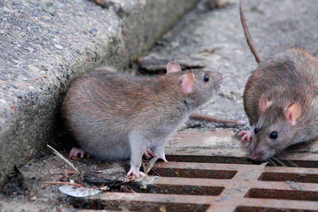 ratas y contaminacion ambiental
