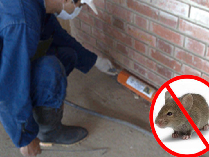 ratas y control de plagas