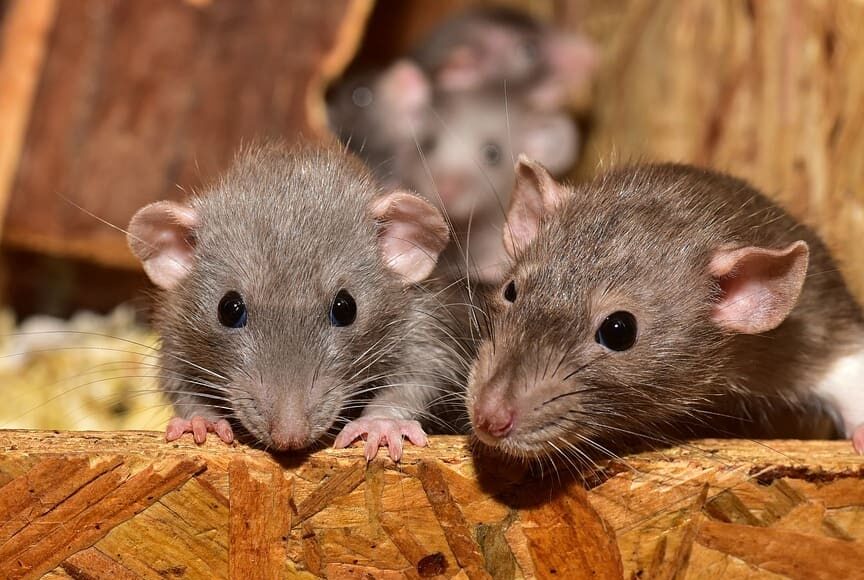 ratas y ratones eliminados