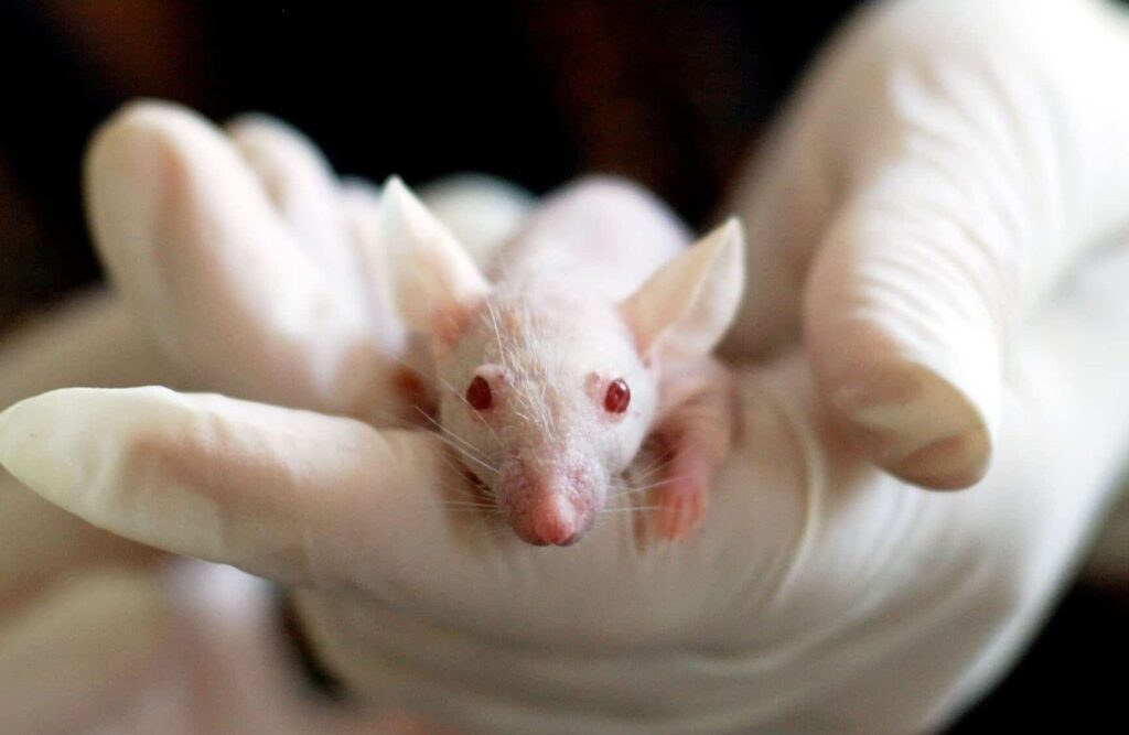 raton de laboratorio