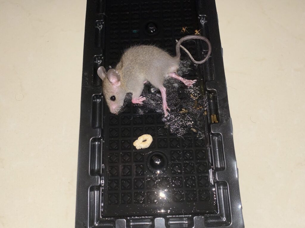 raton en trampa