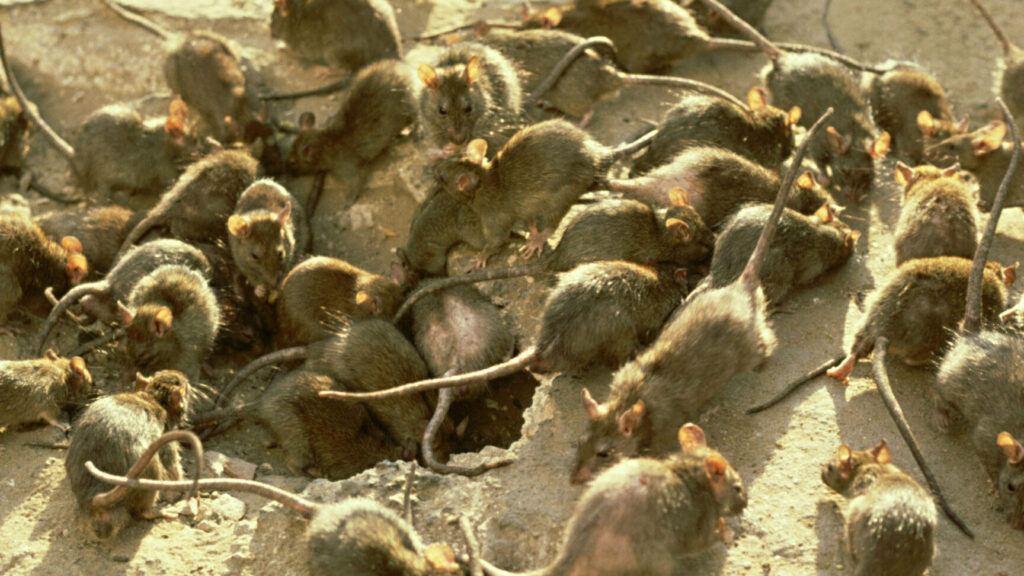raton infestado de plagas