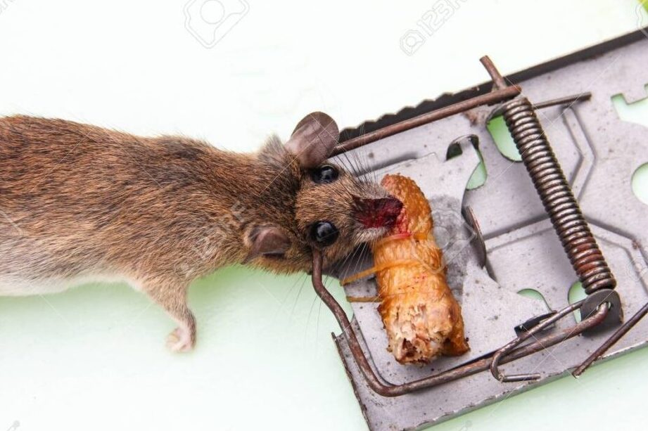 raton muerto y productos de limpieza