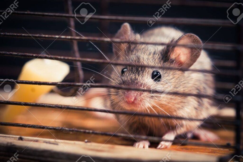 ratones atrapados en jaulas