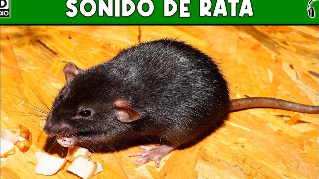 ruido de las ratas