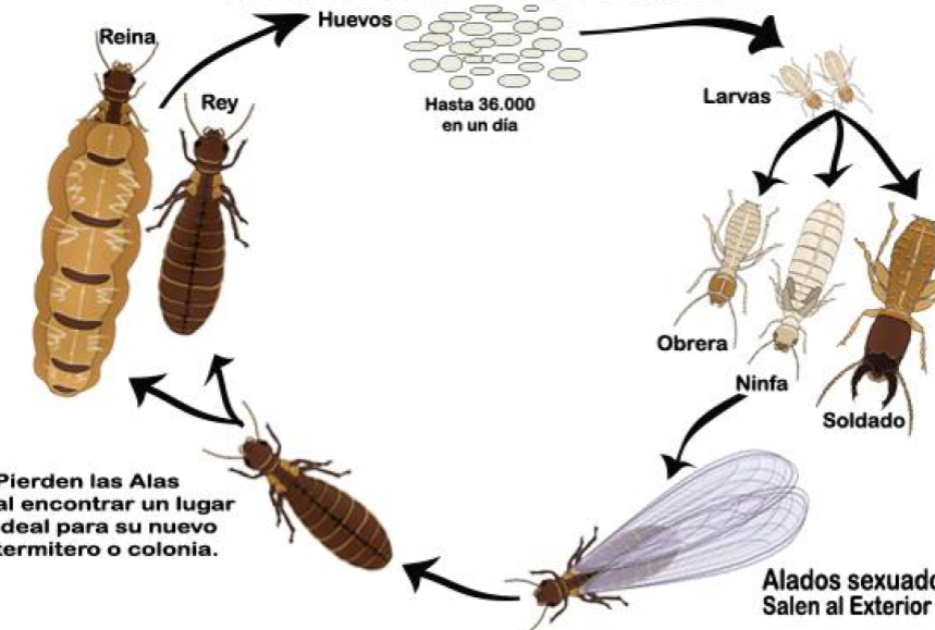 termita y sus propiedades