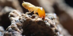 termitas e insectos destructores