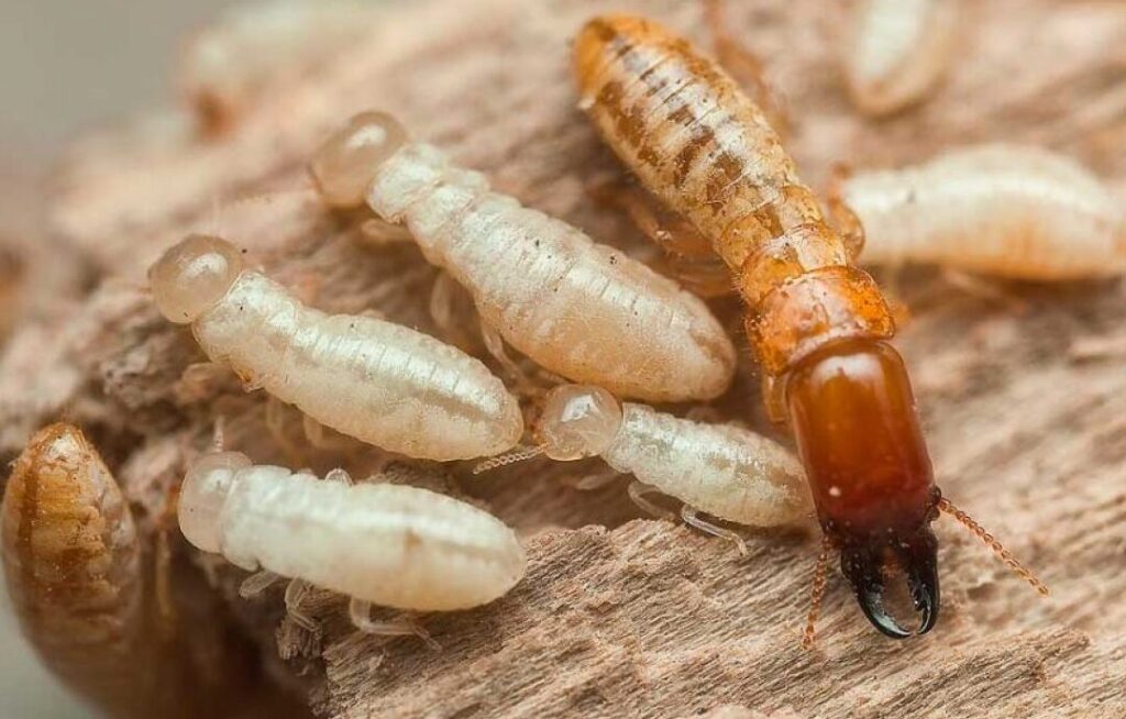 termitas en accion