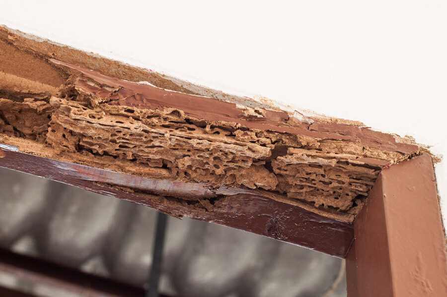 termitas y danos estructurales