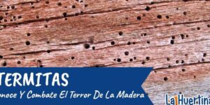 termitas y madera tratada